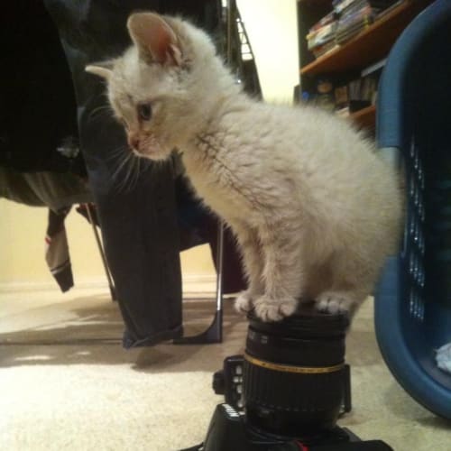 No photo for Ninja