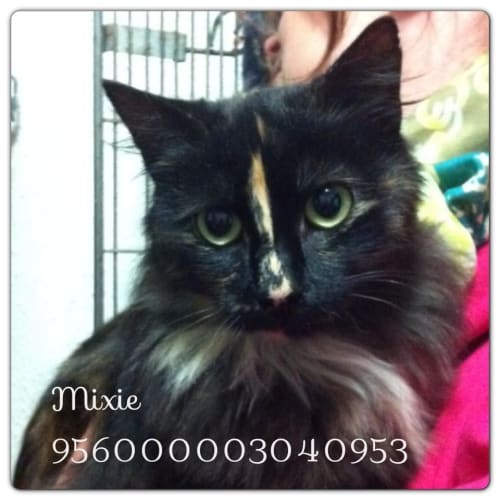 No photo for Mixie