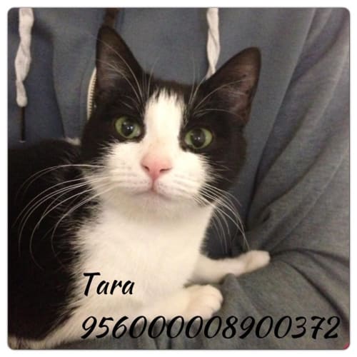 No photo for Tara