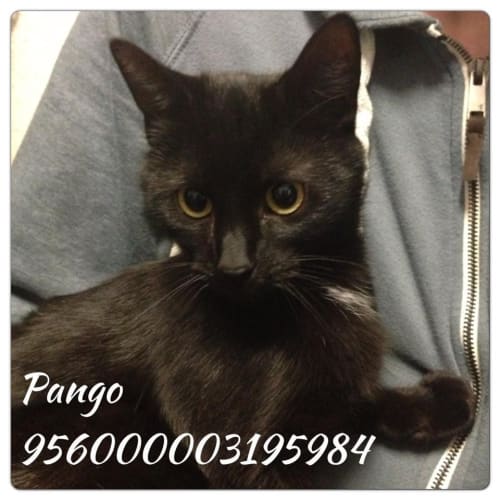 No photo for Pango