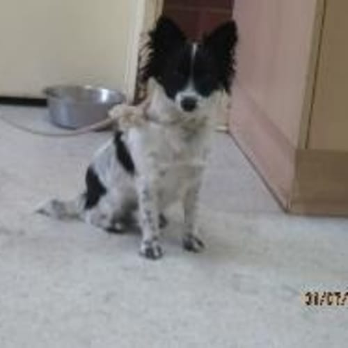No photo for Loki **Such A Sweet Baby**