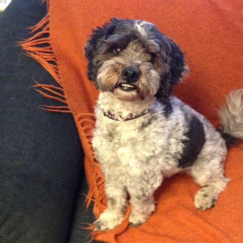 Toby