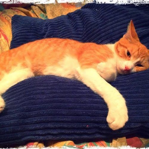 No photo for Tinka