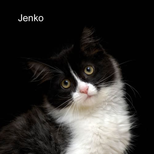 No photo for Janko