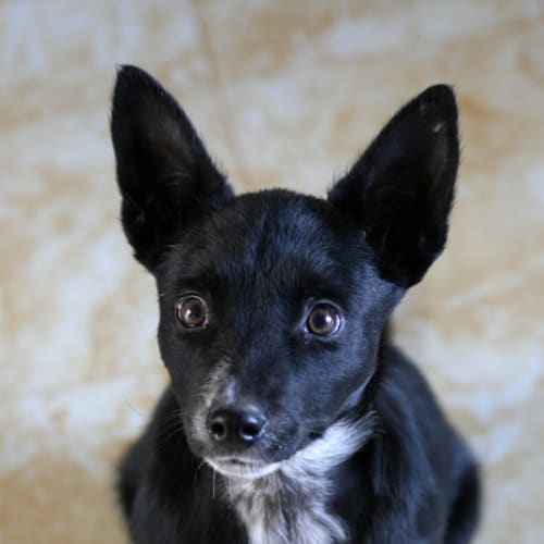 No photo for Smudge (Australian Capital Territory)