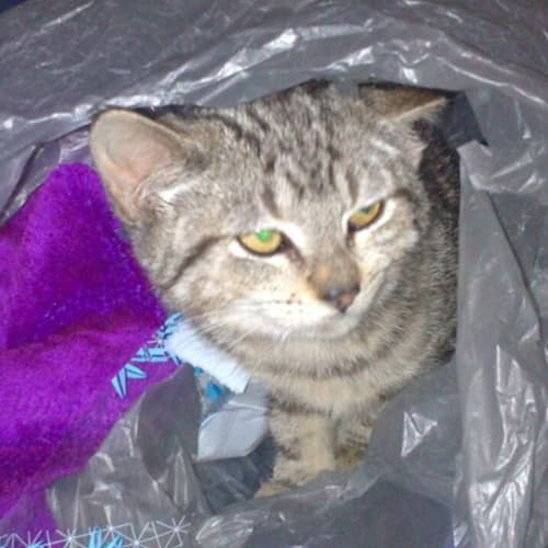 No photo for Mariposa   Pending Adoption