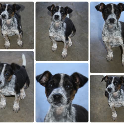 No photo for Carley   258/13