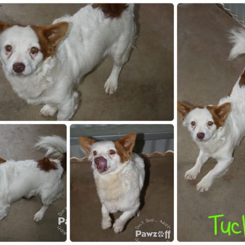 No photo for Tucker   289/13