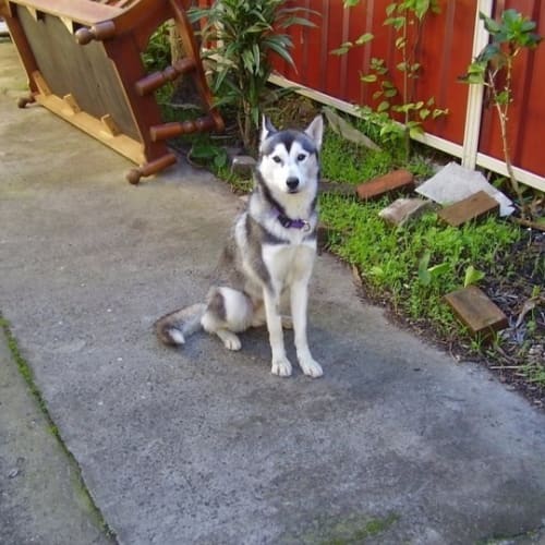 No photo for Misty   Private Rehoming 