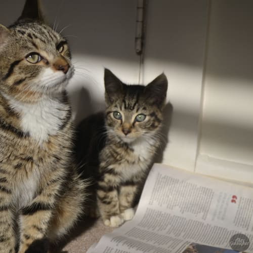 No photo for Pound Cats | Baxter