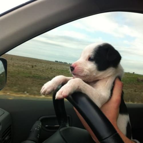No photo for Ruddy { Ready In Three Weeks}
