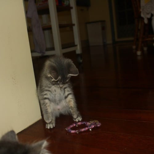 No photo for Whisper