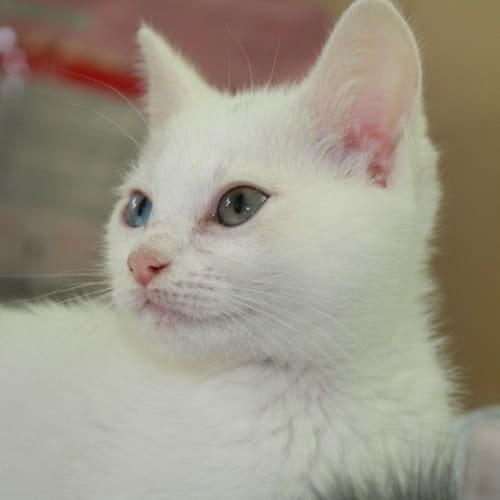 No photo for Polar & Winter *Dual Adoption