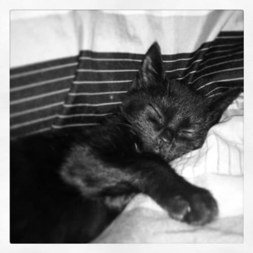 No photo for Django
