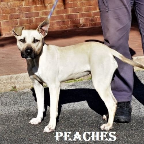 Peaches