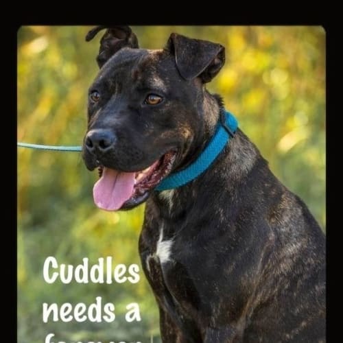 No photo for Captain Cuddles **Urgent Foster Carer Needed**
