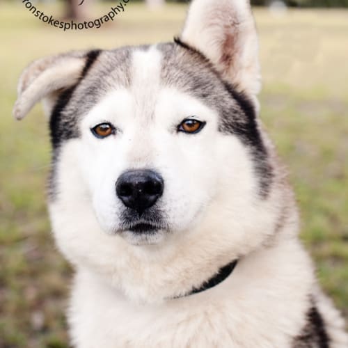 Sire (to be rehomed with Sheeba)