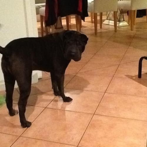 No photo for Meisha