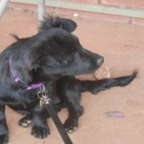 No photo for Josie Td149
