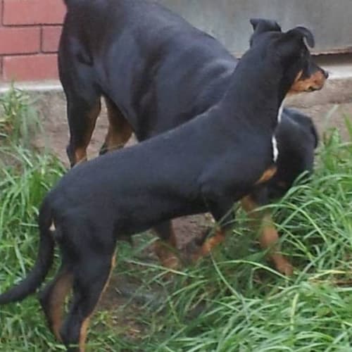 No photo for Duke   6mth Old Rottweiler X Pup