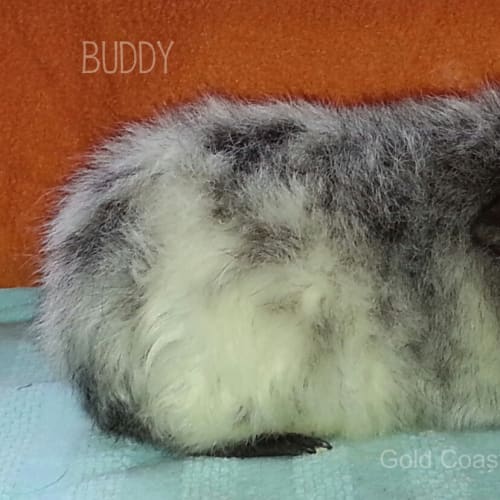 No photo for Buddy