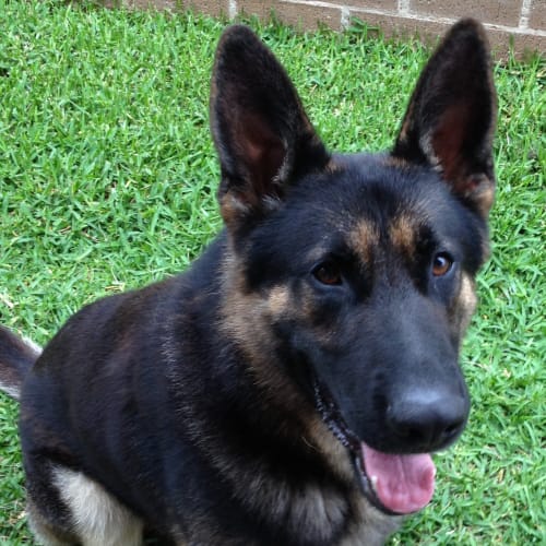 No photo for Thor On Trial In His New Home