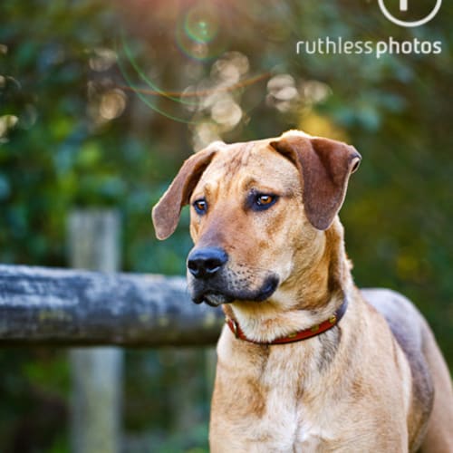 No photo for Tudor