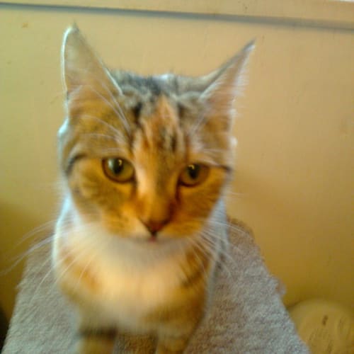 No photo for Pebbles