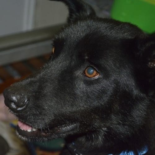 No photo for Zorro