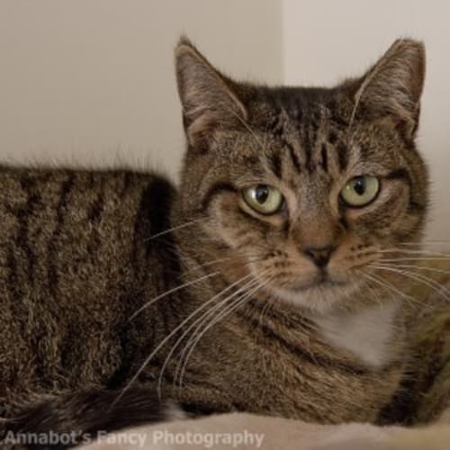 No photo for Tiger Lily