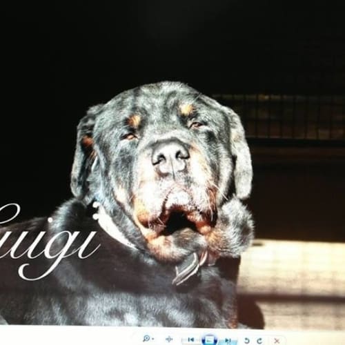 No photo for Luigi **A Golden Oldie**
