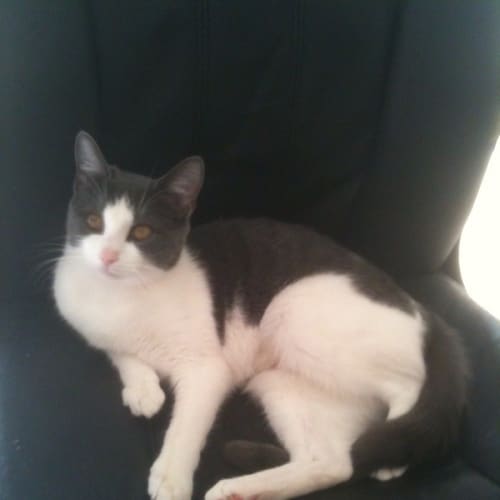 No photo for Bella **On Trial In My New Home**