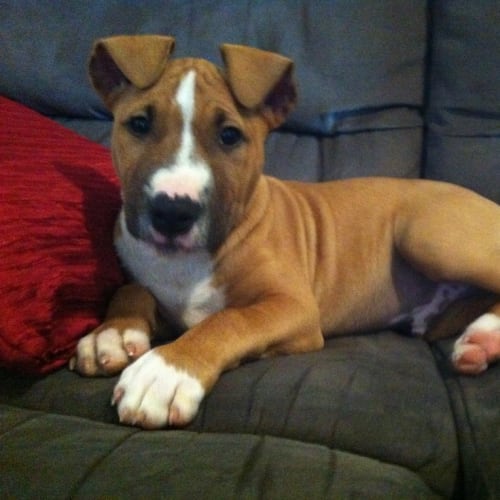 No photo for Pumba **On Trial In My New Home**