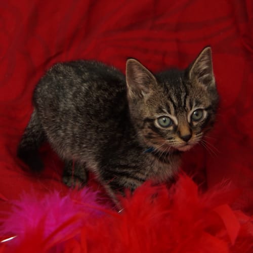 No photo for Maxine (8 Week Old Kitten)