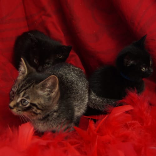 No photo for Little Family Of 8 Wk Old Kittens