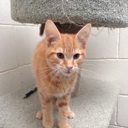 No photo for Bosco