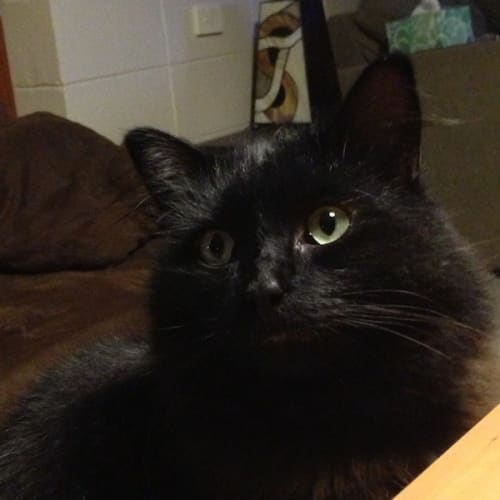 Ozzie