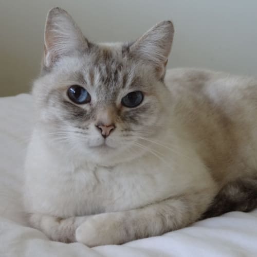 Amber