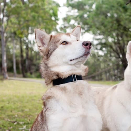No photo for Tiger (To Be Rehomed With Sasha)