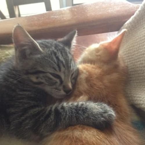 No photo for Jasper & Fforde, *Dual Adoption