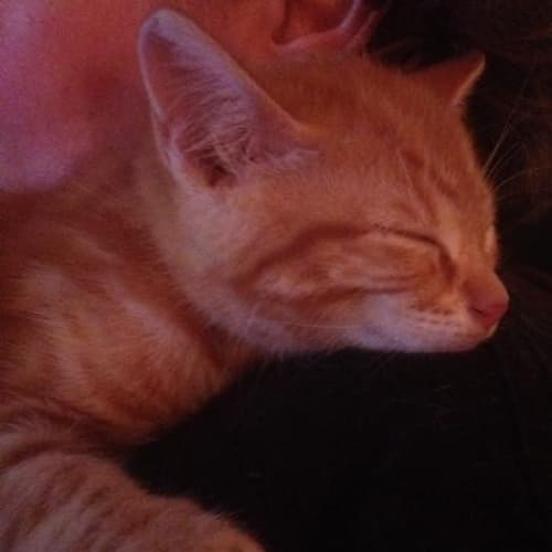 No photo for Jasper   