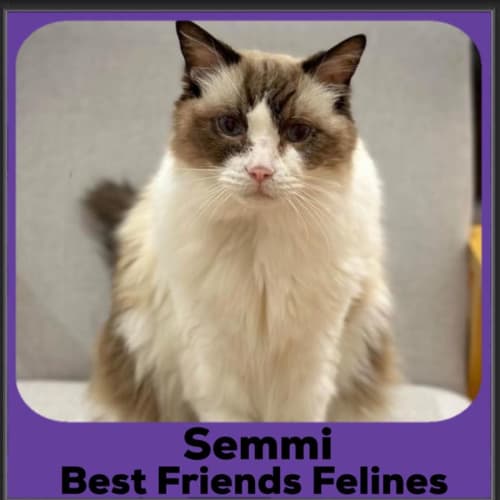 Semmi