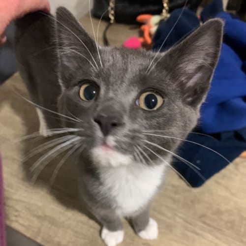 Smudge