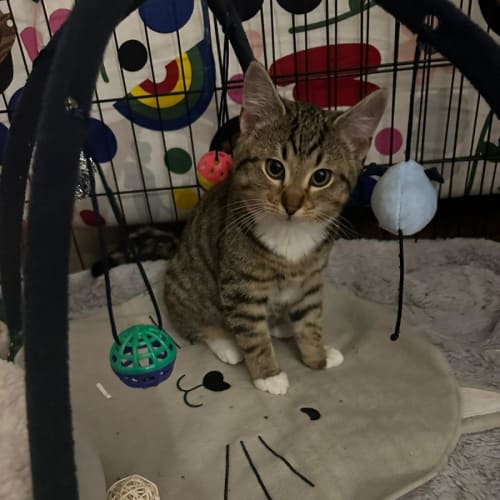Simba