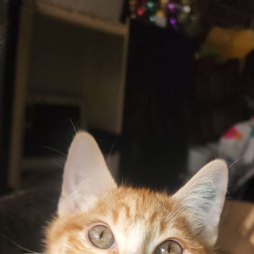 Jack