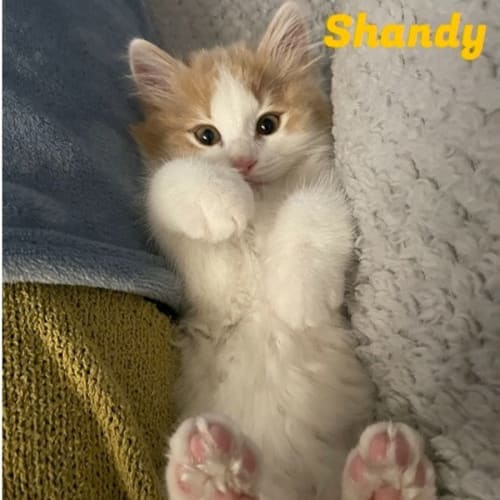Shandy