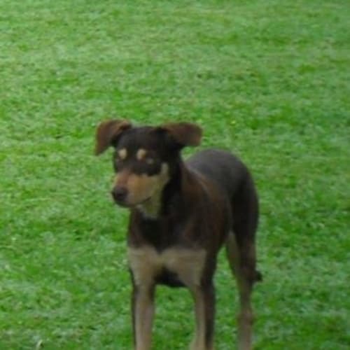 No photo for Snickers (Qld) 