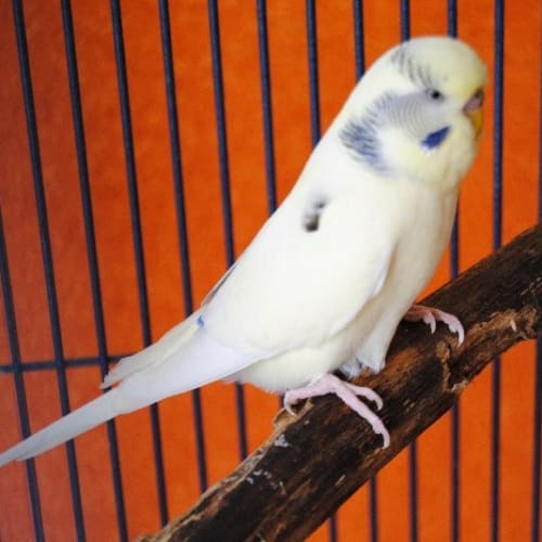 No photo for Budgie