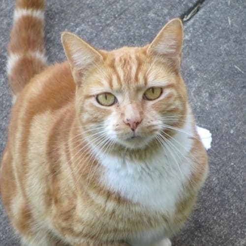 No photo for Ginger