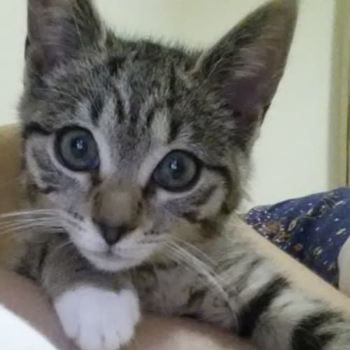 No photo for Toby